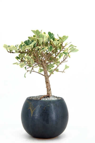Variegated Triangle Ficus Bonsai | The Bonsai Shop – Dandy Farmer
