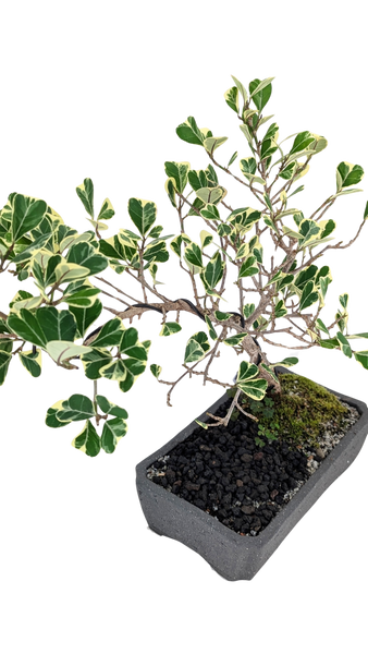 'Molly' the Variegated Triangle Ficus - #853
