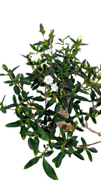 'Kiki' the Kyoto Serissa
