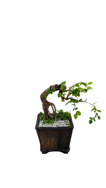 'Zen' the Chinese Elm - #594