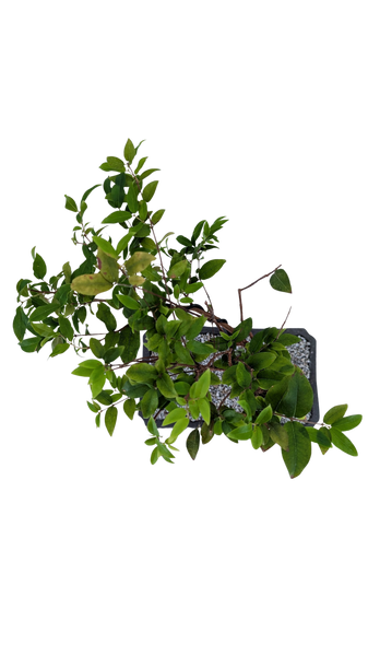 'Jeb' the Jaboticaba Tree - #856