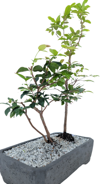 'Jeb' the Jaboticaba Tree -#855