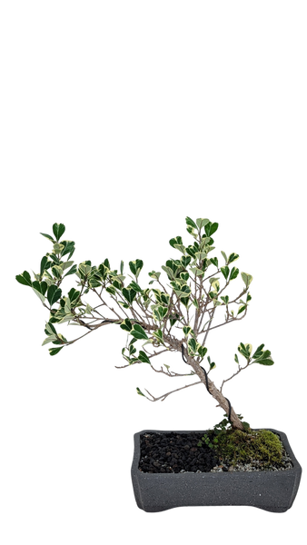 'Molly' the Variegated Triangle Ficus - #853