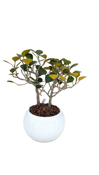 'Dolly' the Mistletoe Fig Tree - #852