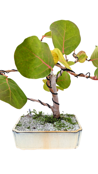 'Coco' the Sea Grape - #807