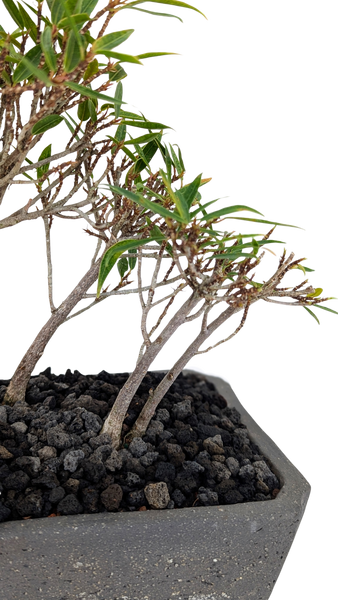 'Nene' the Willow Leaf Fig - #851