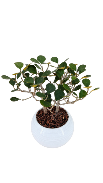 'Dolly' the Mistletoe Fig Tree - #852