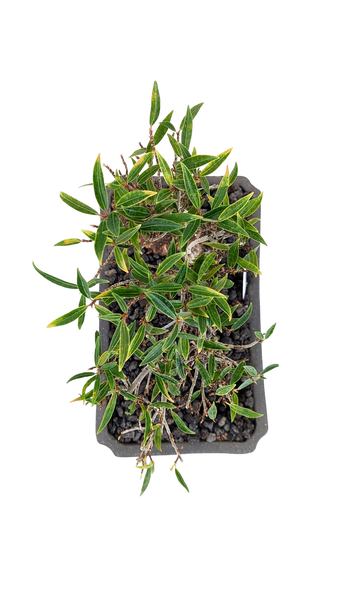 'Nene' the Willow Leaf Fig - #851