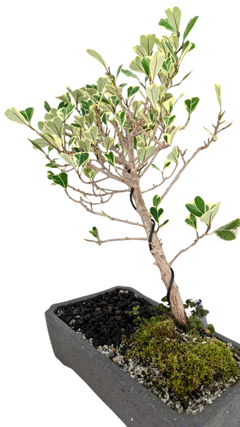 'Molly' the Variegated Triangle Ficus - #853