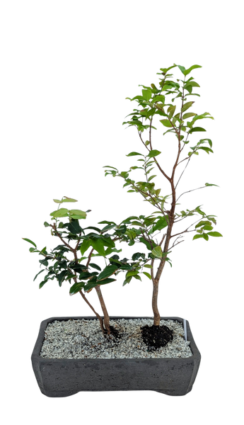 'Jeb' the Jaboticaba Tree -#855