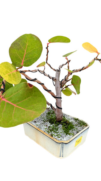 'Coco' the Sea Grape - #807