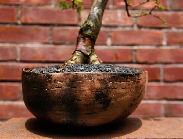 'Merlin' the Chinese Elm - #643