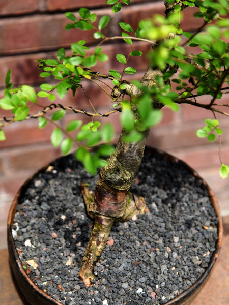 'Merlin' the Chinese Elm - #643