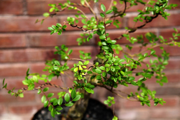 'Merlin' the Chinese Elm - #643