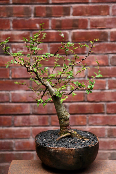 'Merlin' the Chinese Elm - #643
