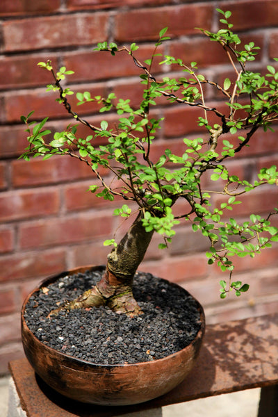 'Merlin' the Chinese Elm - #643