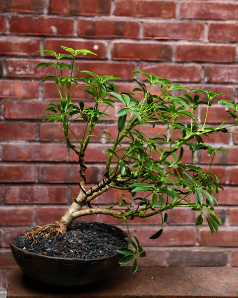 'Boba' the Dwarf Umbrella Tree - #644