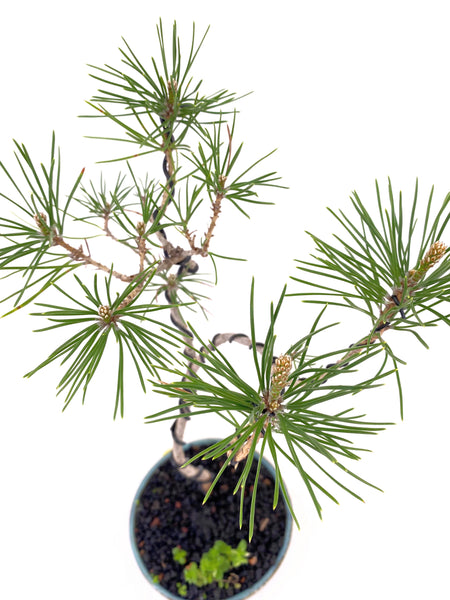 'Fred' the Japanese Black Pine - #610