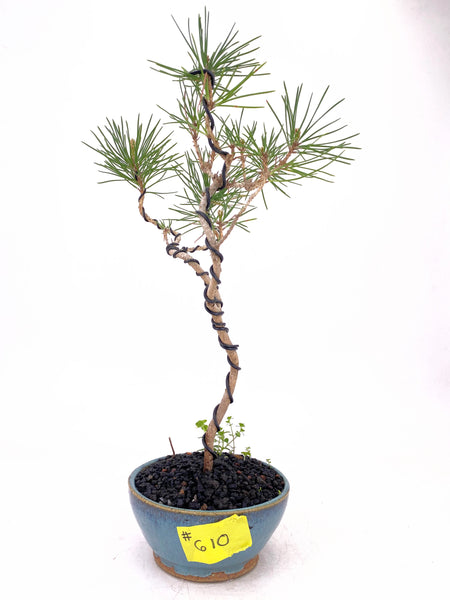 'Fred' the Japanese Black Pine - #610