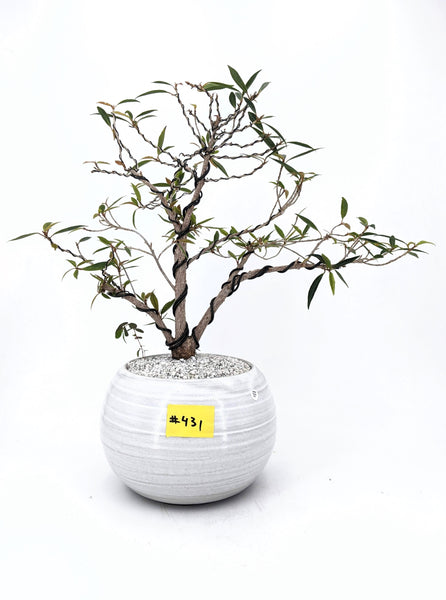 'Nene' the Willow Leaf Fig - #431