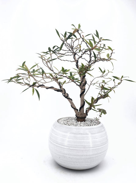 'Nene' the Willow Leaf Fig - #431