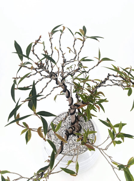 'Nene' the Willow Leaf Fig - #431