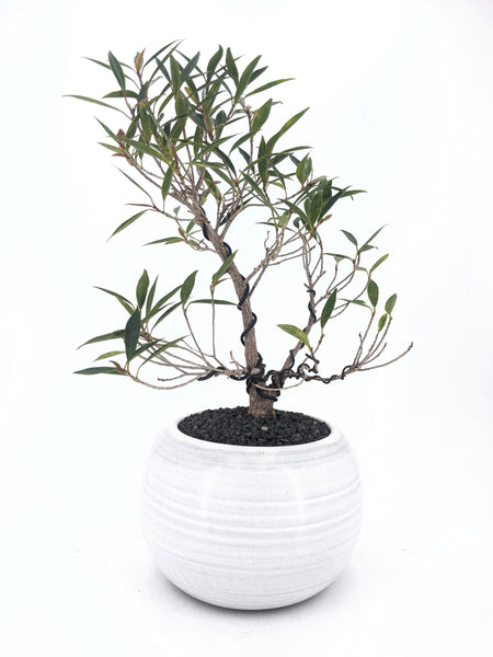 'Nene' the Willow Leaf Fig - #432