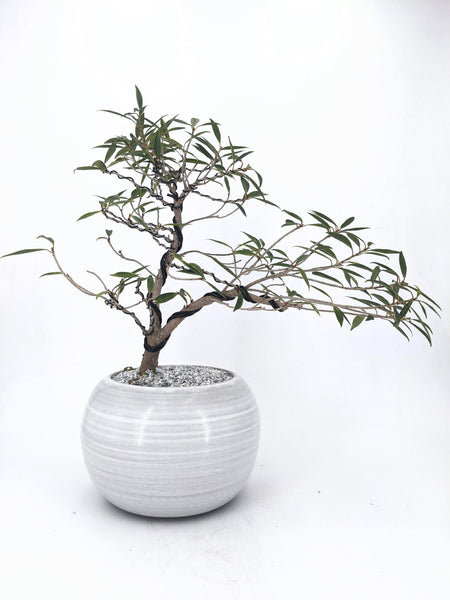 'Nene' the Willow Leaf Fig - #430
