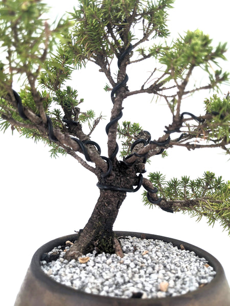 'Bruce' the Dwarf Alberta Spruce - #435