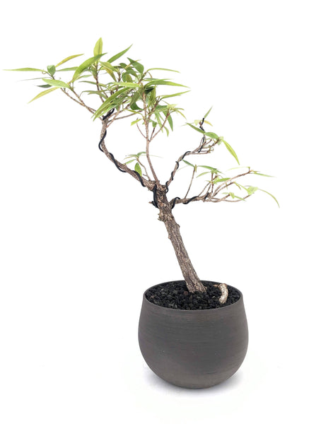 'Nene' the Willow Leaf Fig - #433
