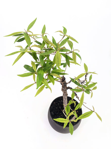 'Nene' the Willow Leaf Fig - #433