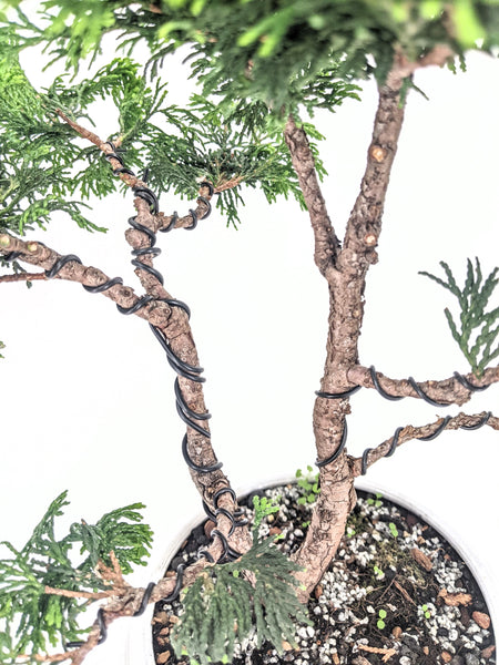 'Howell' the Hinoki Cypress - #443
