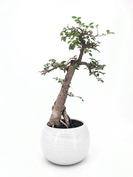 'Merlin' the Chinese Elm - #448