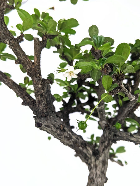 'Tina' the Philippine Tea Tree - #464