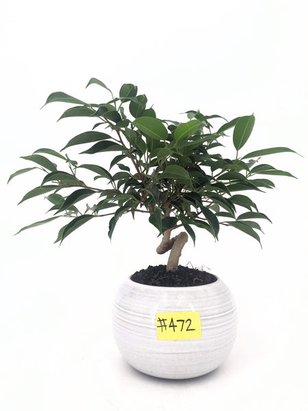 'Benny' the Weeping Fig Tree - #472
