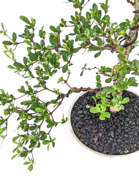'Dora' the Spiny Black Olive - #489