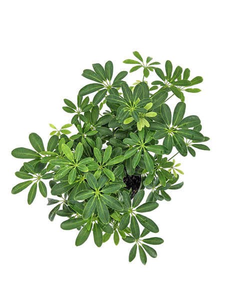 'Boba' the Dwarf Umbrella Tree - #498