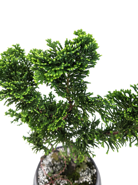 'Howell' the Hinoki Cypress - #520