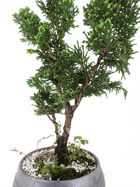 'Howell' the Hinoki Cypress - #520