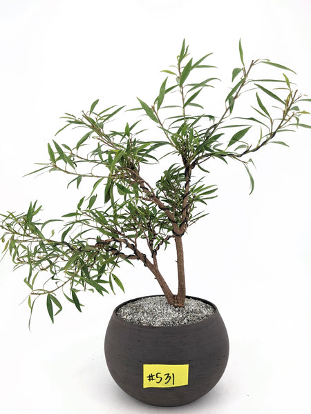 'Nene' the Willow Leaf Fig - #531