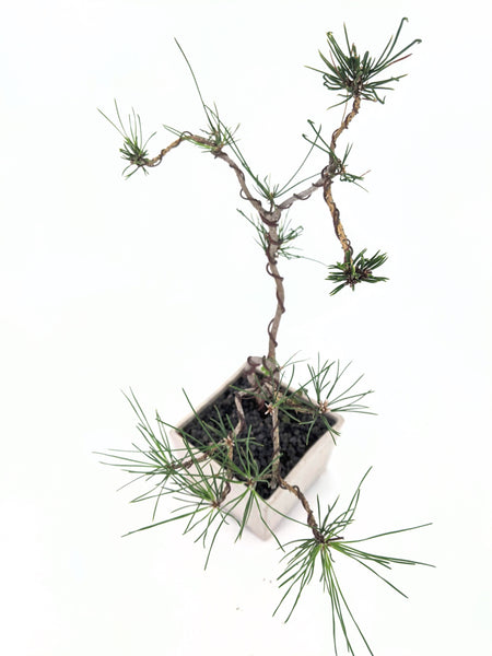 'Peter' the Japanese White Pine - #541