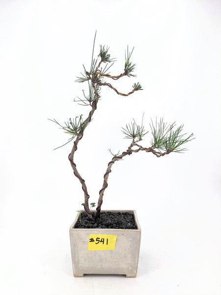 'Peter' the Japanese White Pine - #541