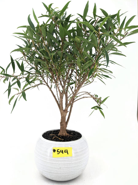 'Nene' the Willow Leaf Fig - #544
