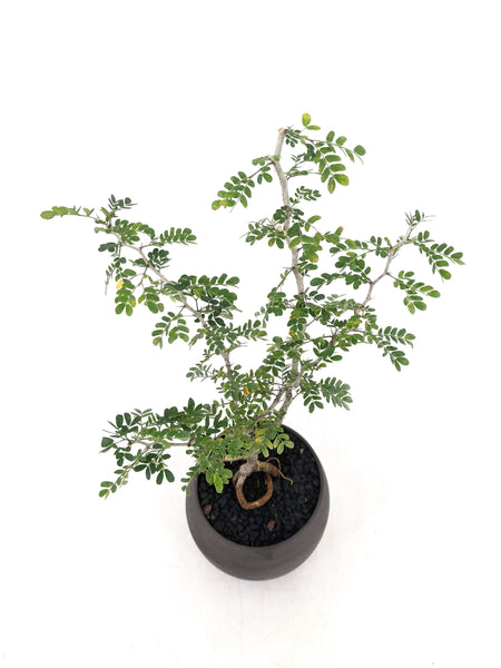 texas ebony bonsai tree 'Walter' the Texas Ebony