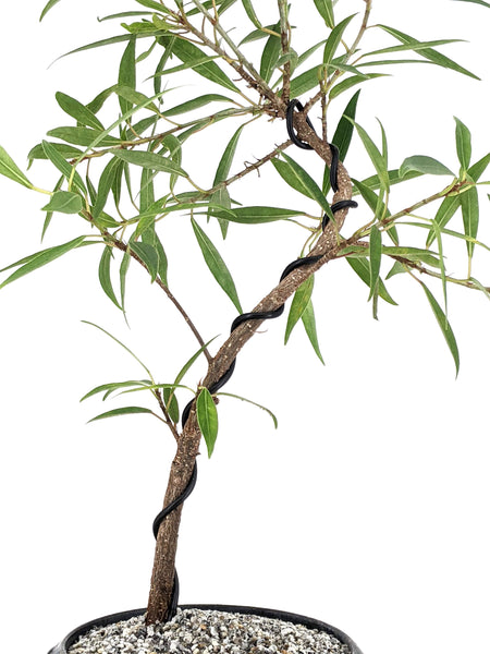 'Nora' the Willow Leaf Fig - #570