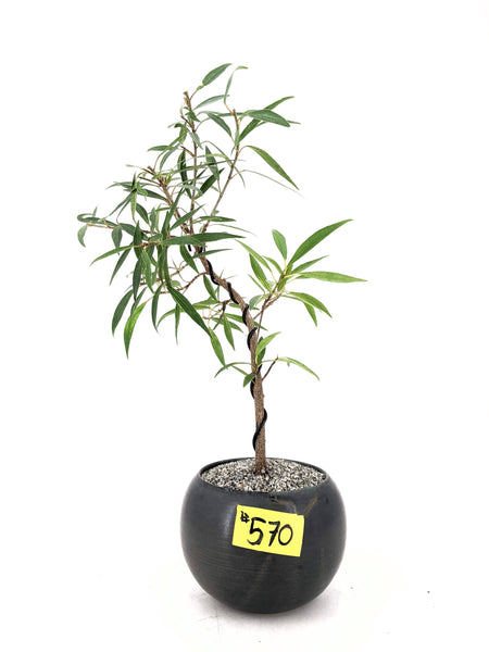 'Nora' the Willow Leaf Fig - #570