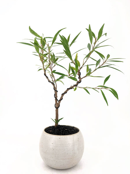 'Nora' the Willow Leaf Fig - #569