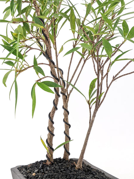 'Nora' the Willow Leaf Fig Forest - #571