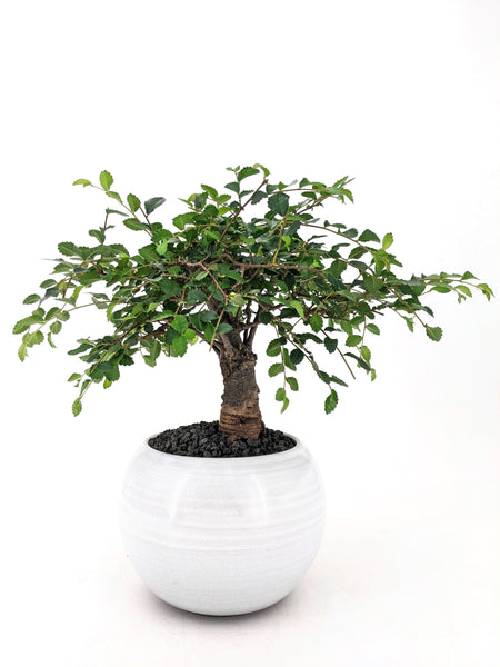 'Merlin' the Chinese Elm - #578