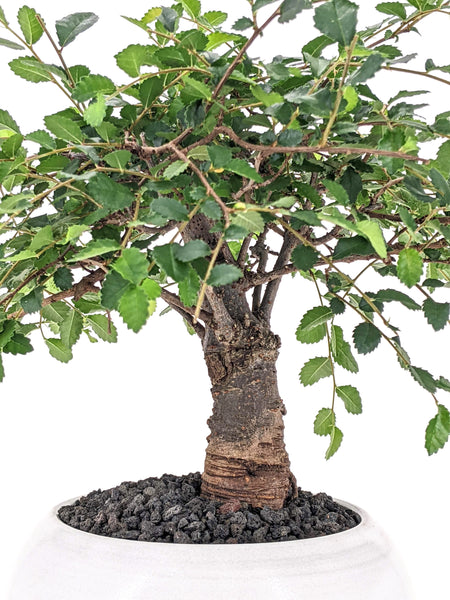 'Merlin' the Chinese Elm - #578